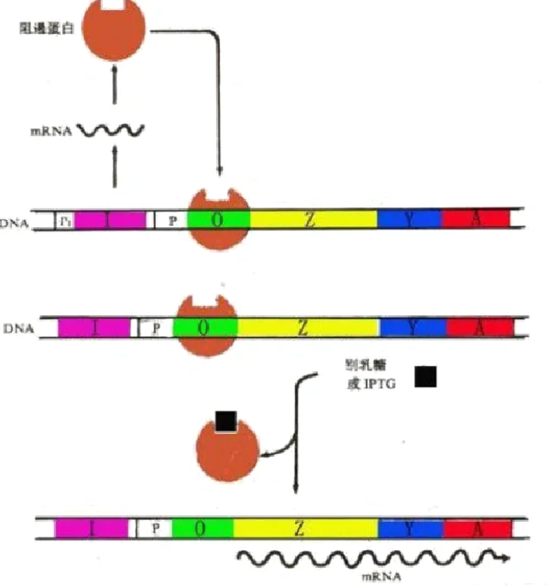 细胞培养:走进实验室里的微小世界