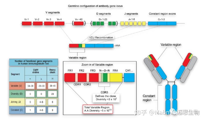 蛋白表达:生物科学中的奇妙旅程
